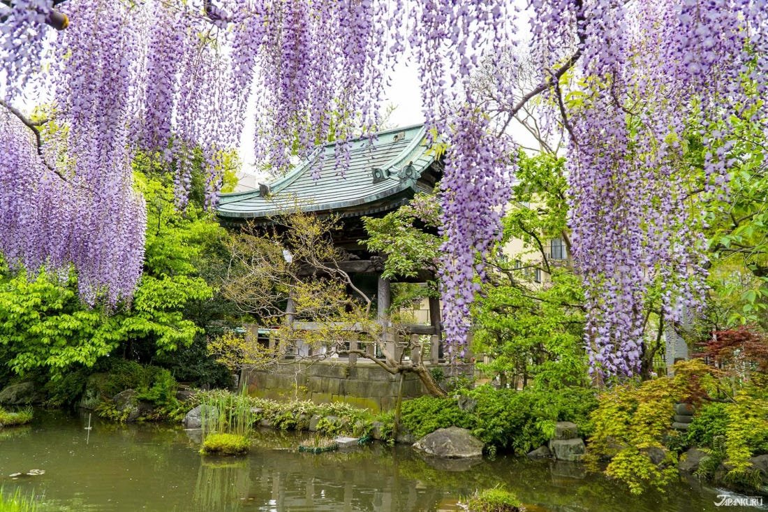 ⛩️ 니시아라이 다이시 소지지 (西新井大師 總持寺) 이미지 13